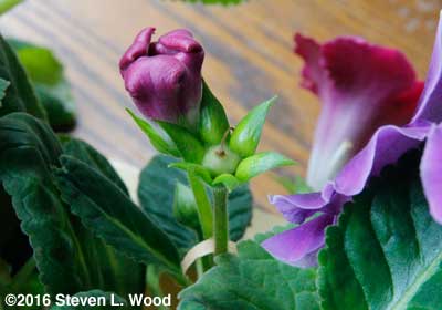 Gloxinia seed pod (ovary)
