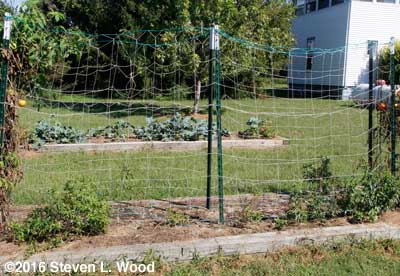 Cleared trellis