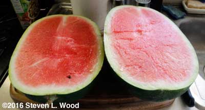 Halved Blacktail Mountain Watermelon