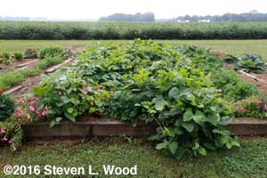 Lima beans and cowpeas