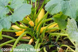 Yellow squash showing some powdery mildew
