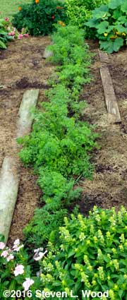 Fall carrots