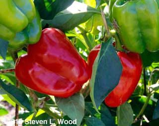 Earliest Red Sweet peppers