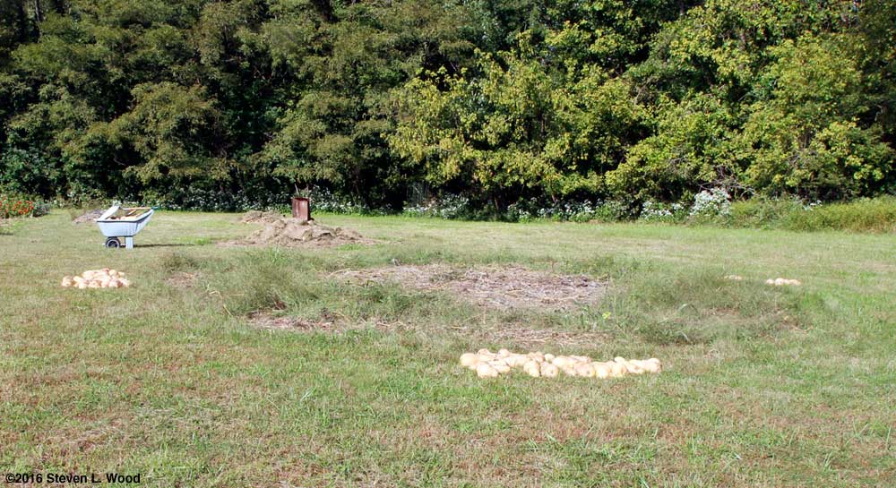 Cleaning up butternuts