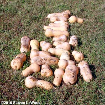 Butternuts curing on grass
