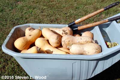 Butternuts in cart