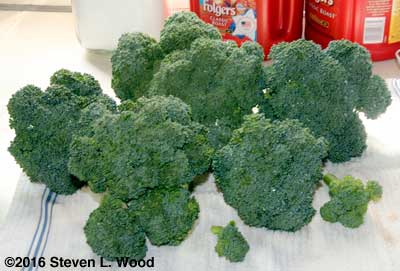 Fall broccoli