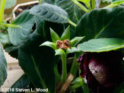Ripe gloxinia seed