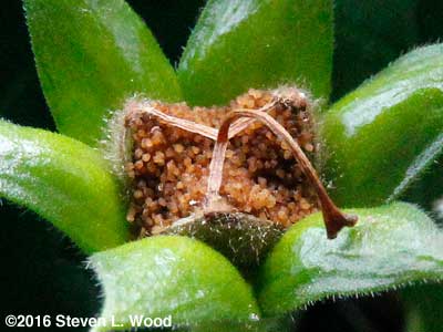 Closeup of open gloxinia seed head