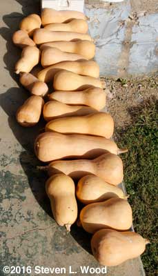 Butternut squash curing on back porch