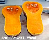 Butternut cut in half