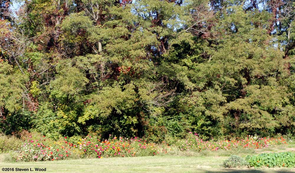 Row of zinnias