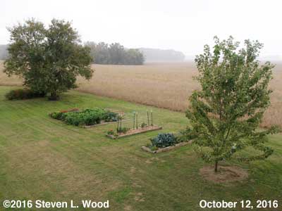 Our Senior Garden (in the rain) - October 12, 2016