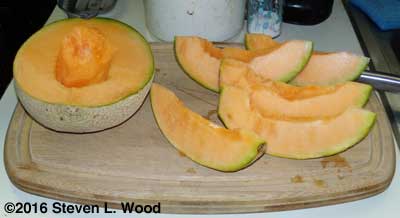 Cutting our last cantaloupe of the season