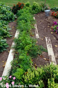 Carrot row