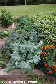 kale row