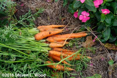 Carrots dug for soup
