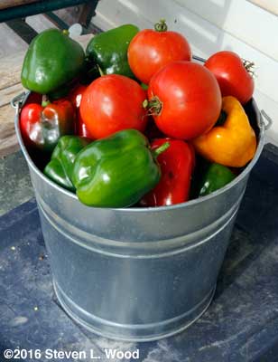 Pepopers and tomatoes on October 19!