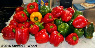 Peppers picked October 18 & 19