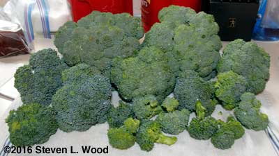 Lots of fall broccoli