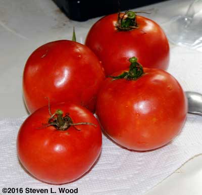 Fresh tomatoes from our garden on October 19!