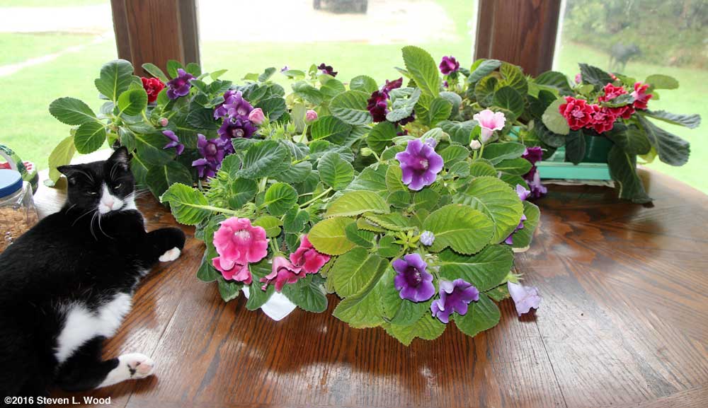 Gloxinias on dining room table
