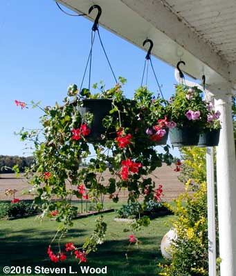 Hanging basket plants