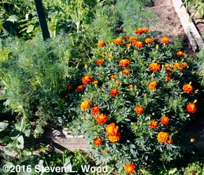 Dill and marigold