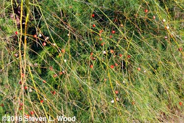 Asparagus seed