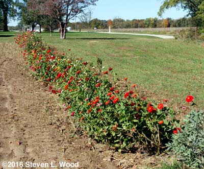 Zinnias along East Garden