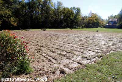 A very wet, but tilled East Garden