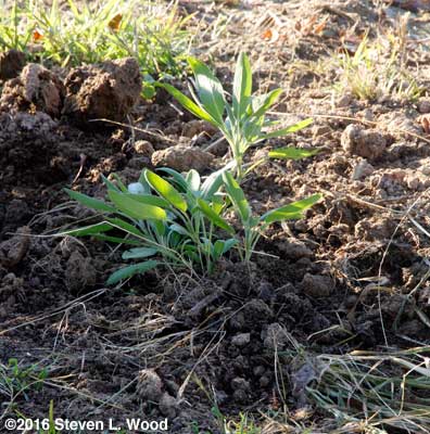 New sage plant corner marker