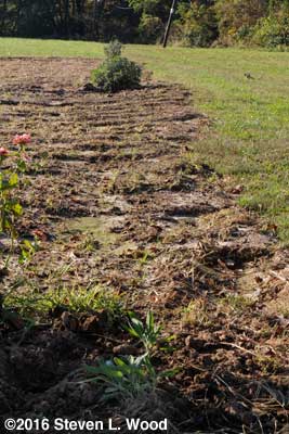 Marker sage plants along west border of East Garden