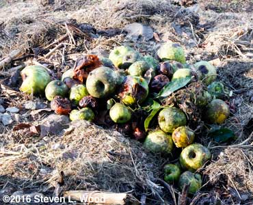 Cull apples on compost pile