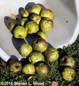 Good apples but with sooty mold