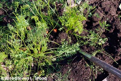 Lifting carrots with heavy garden fork