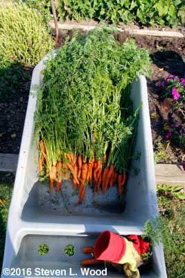 Carrots in garden cart