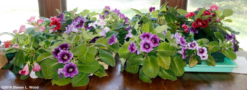 Gloxinias on dining room table - October 29, 2016