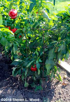 Earliest Red Sweet pepper plant on October 30, 2016