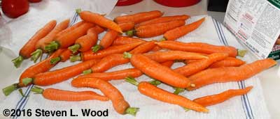 About a fifth of the carrots harvested