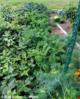 Kale row