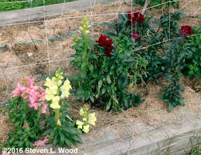 Snapdragons in bloom