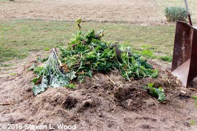 Kale on compost pile