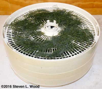 Dill weed in dehydrator