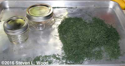 Dill crumbled
