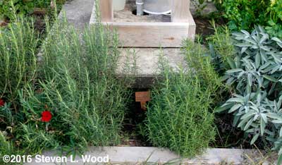 Rosemary bordered by sage with a dianthus bloom peeking through