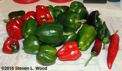 Peppers picked on November 5, 2016
