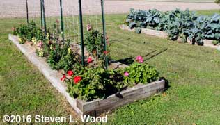 Geraniums, snapdragons, and brassicas