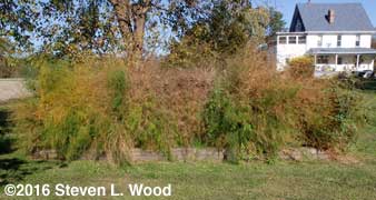 Asparagus stalks browning out