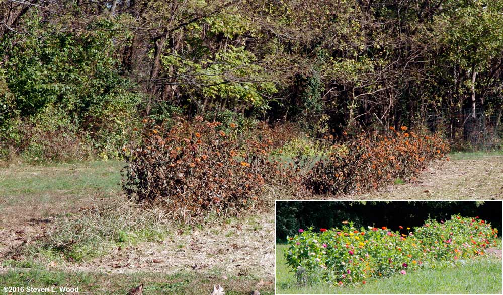 Dead zinnias
